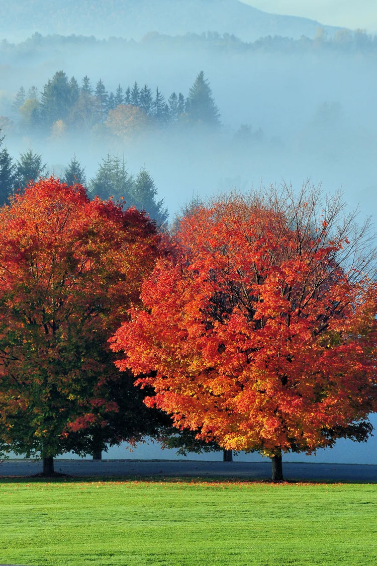 Seasonal